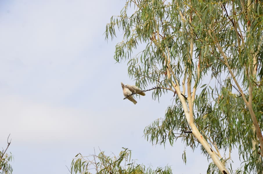 Вся Австралия с островами Фрейзер и Тасмания: 26 тыс км на авто (много фото)