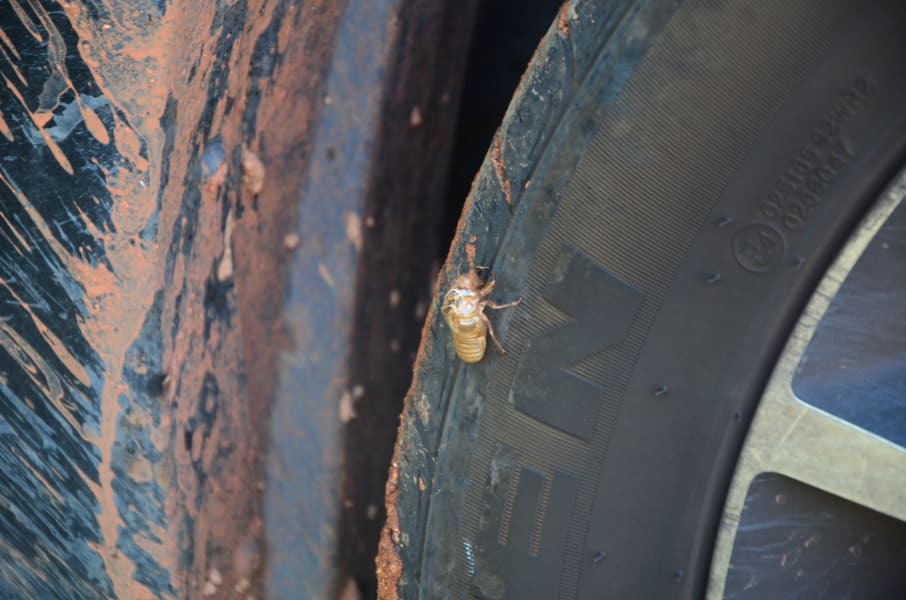 Вся Австралия с островами Фрейзер и Тасмания: 26 тыс км на авто (много фото)