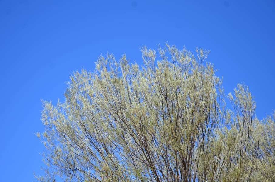 Вся Австралия с островами Фрейзер и Тасмания: 26 тыс км на авто (много фото)