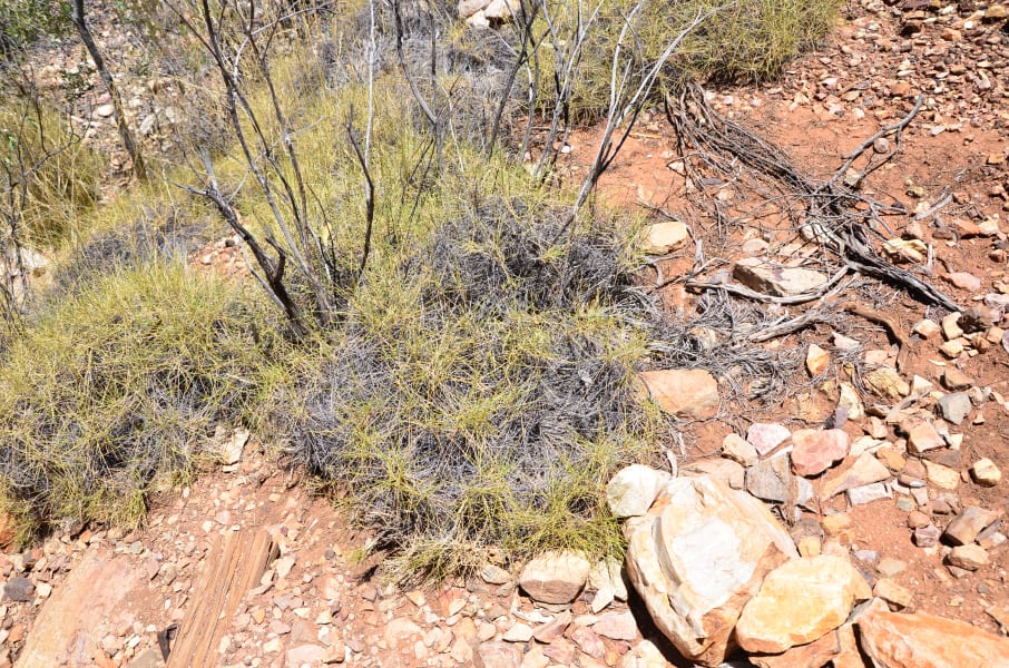 Вся Австралия с островами Фрейзер и Тасмания: 26 тыс км на авто (много фото)