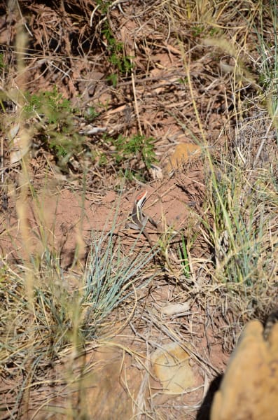 Вся Австралия с островами Фрейзер и Тасмания: 26 тыс км на авто (много фото)