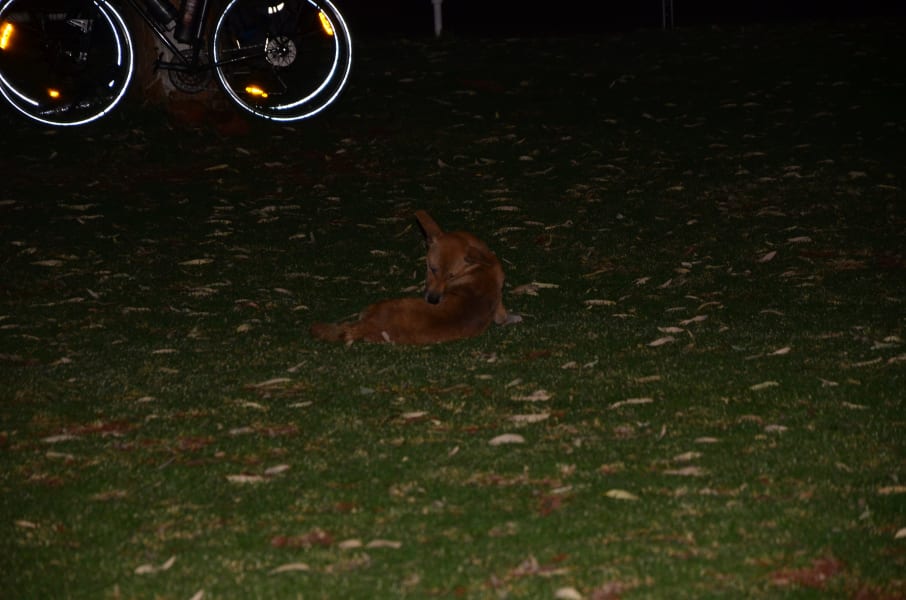 Вся Австралия с островами Фрейзер и Тасмания: 26 тыс км на авто (много фото)