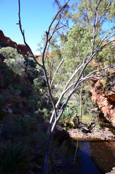 Вся Австралия с островами Фрейзер и Тасмания: 26 тыс км на авто (много фото)