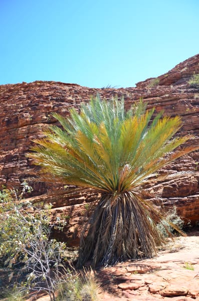Вся Австралия с островами Фрейзер и Тасмания: 26 тыс км на авто (много фото)