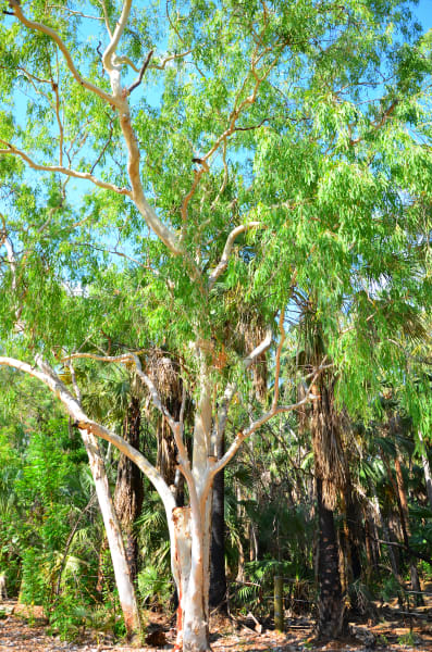 Вся Австралия с островами Фрейзер и Тасмания: 26 тыс км на авто (много фото)