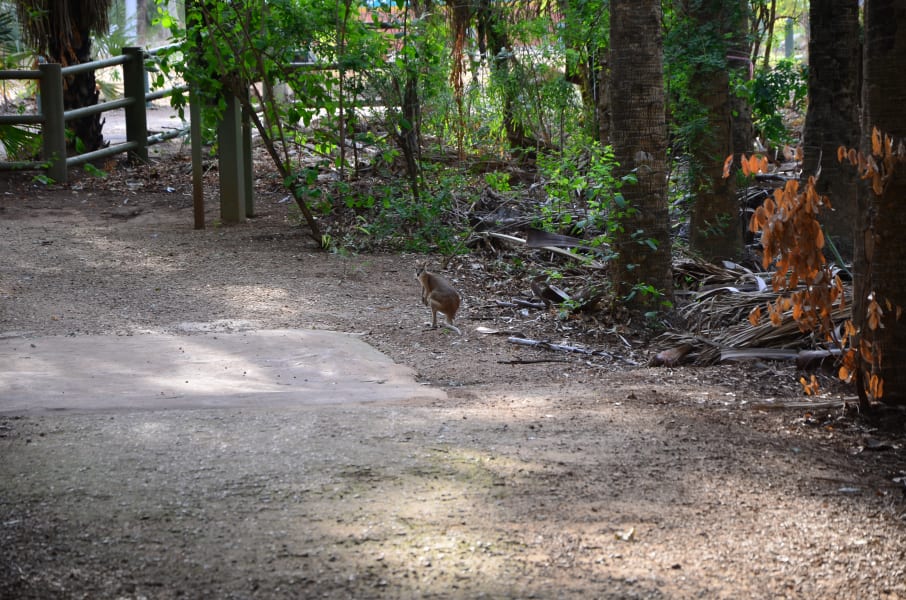 Вся Австралия с островами Фрейзер и Тасмания: 26 тыс км на авто (много фото)