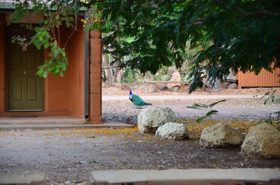 Вся Австралия с островами Фрейзер и Тасмания: 26 тыс км на авто (много фото)