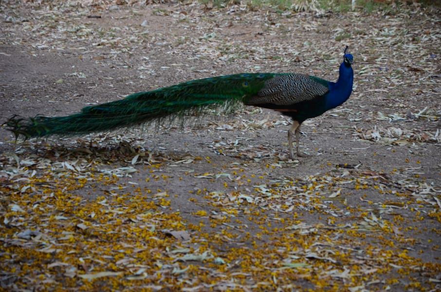 Вся Австралия с островами Фрейзер и Тасмания: 26 тыс км на авто (много фото)
