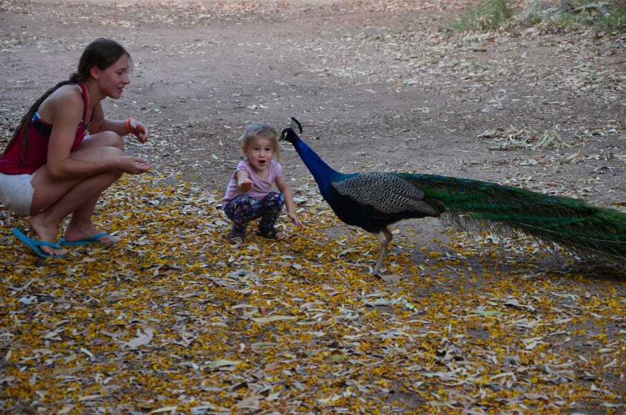 Вся Австралия с островами Фрейзер и Тасмания: 26 тыс км на авто (много фото)