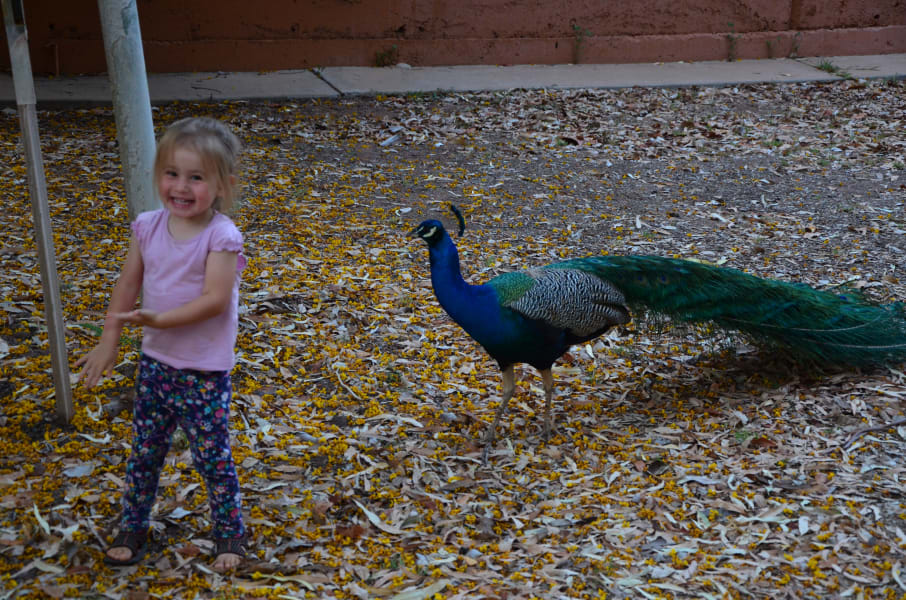 Вся Австралия с островами Фрейзер и Тасмания: 26 тыс км на авто (много фото)