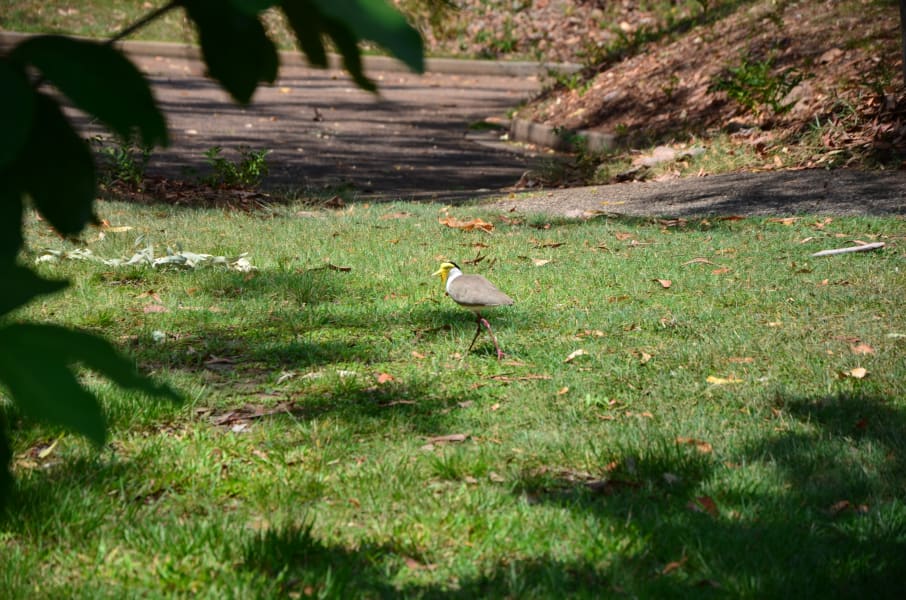 Вся Австралия с островами Фрейзер и Тасмания: 26 тыс км на авто (много фото)