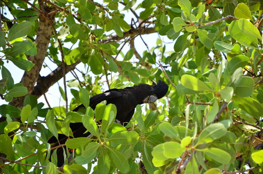 Вся Австралия с островами Фрейзер и Тасмания: 26 тыс км на авто (много фото)