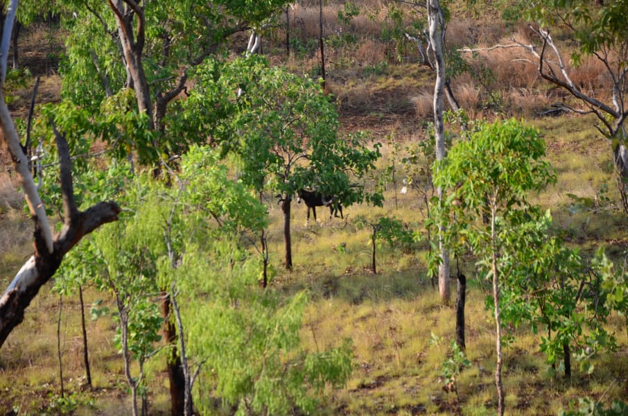 Вся Австралия с островами Фрейзер и Тасмания: 26 тыс км на авто (много фото)