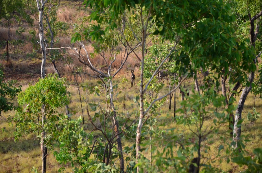 Вся Австралия с островами Фрейзер и Тасмания: 26 тыс км на авто (много фото)