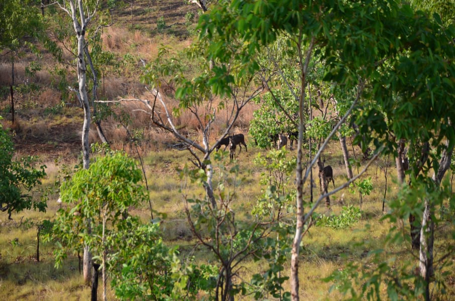 Вся Австралия с островами Фрейзер и Тасмания: 26 тыс км на авто (много фото)