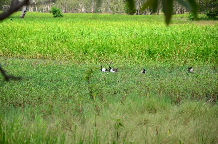 Вся Австралия с островами Фрейзер и Тасмания: 26 тыс км на авто (много фото)