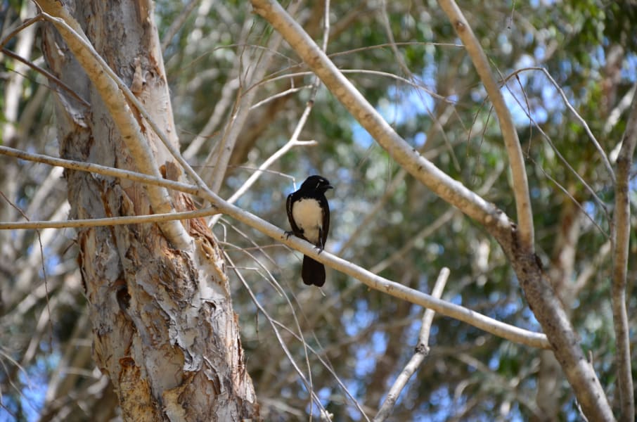 Вся Австралия с островами Фрейзер и Тасмания: 26 тыс км на авто (много фото)