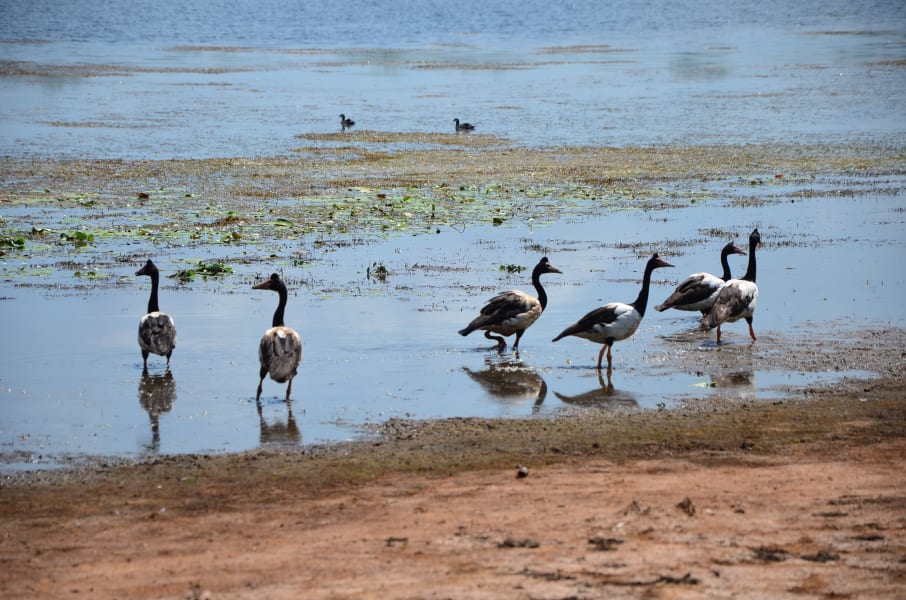 Вся Австралия с островами Фрейзер и Тасмания: 26 тыс км на авто (много фото)