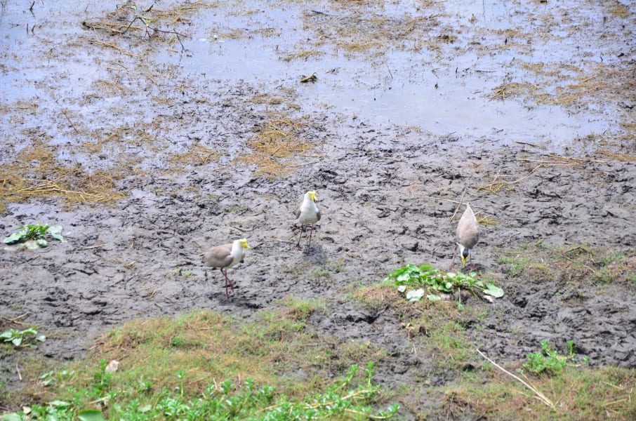 Вся Австралия с островами Фрейзер и Тасмания: 26 тыс км на авто (много фото)