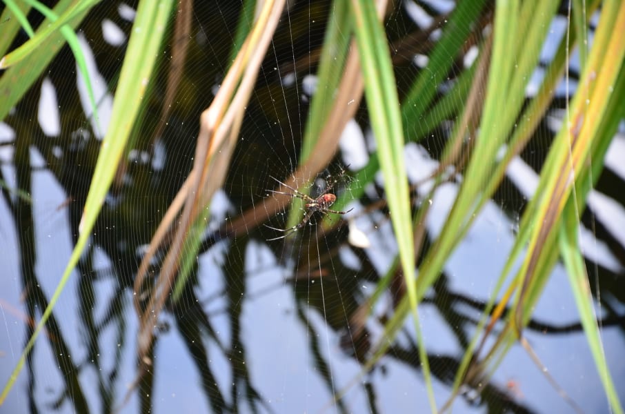 Вся Австралия с островами Фрейзер и Тасмания: 26 тыс км на авто (много фото)