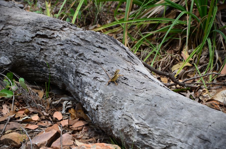 Вся Австралия с островами Фрейзер и Тасмания: 26 тыс км на авто (много фото)