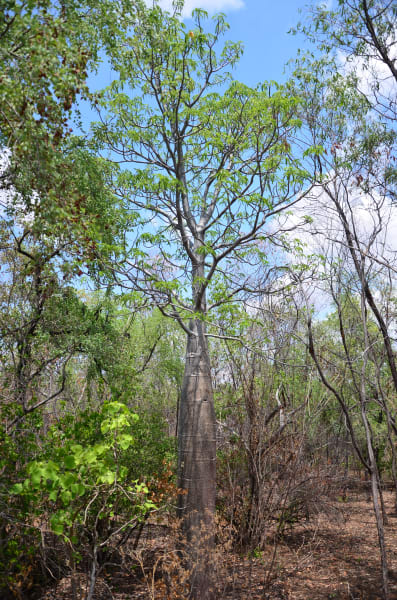 Вся Австралия с островами Фрейзер и Тасмания: 26 тыс км на авто (много фото)