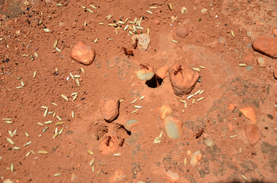 Вся Австралия с островами Фрейзер и Тасмания: 26 тыс км на авто (много фото)