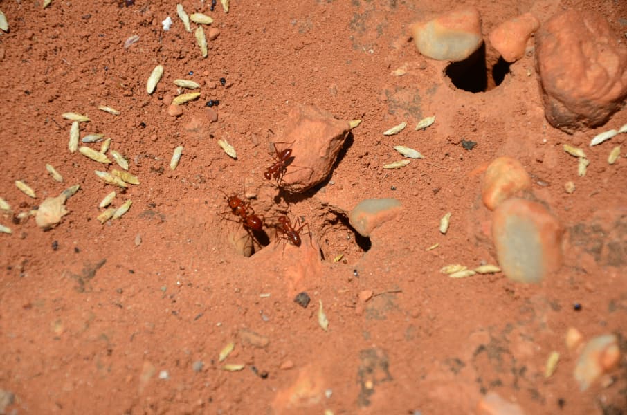 Вся Австралия с островами Фрейзер и Тасмания: 26 тыс км на авто (много фото)