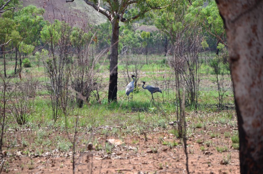 Вся Австралия с островами Фрейзер и Тасмания: 26 тыс км на авто (много фото)