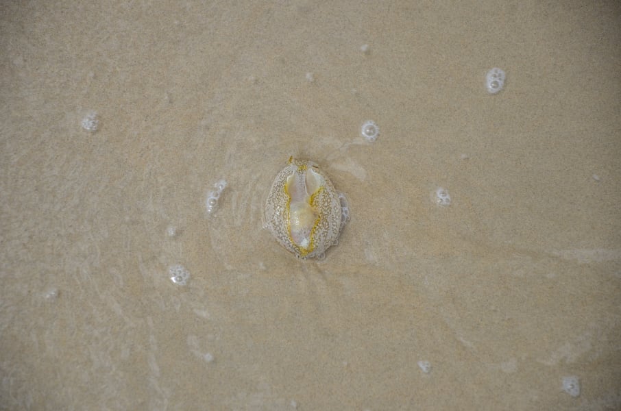 Вся Австралия с островами Фрейзер и Тасмания: 26 тыс км на авто (много фото)