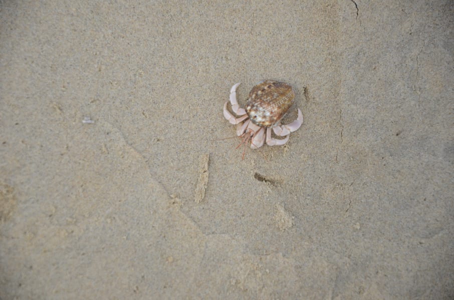 Вся Австралия с островами Фрейзер и Тасмания: 26 тыс км на авто (много фото)