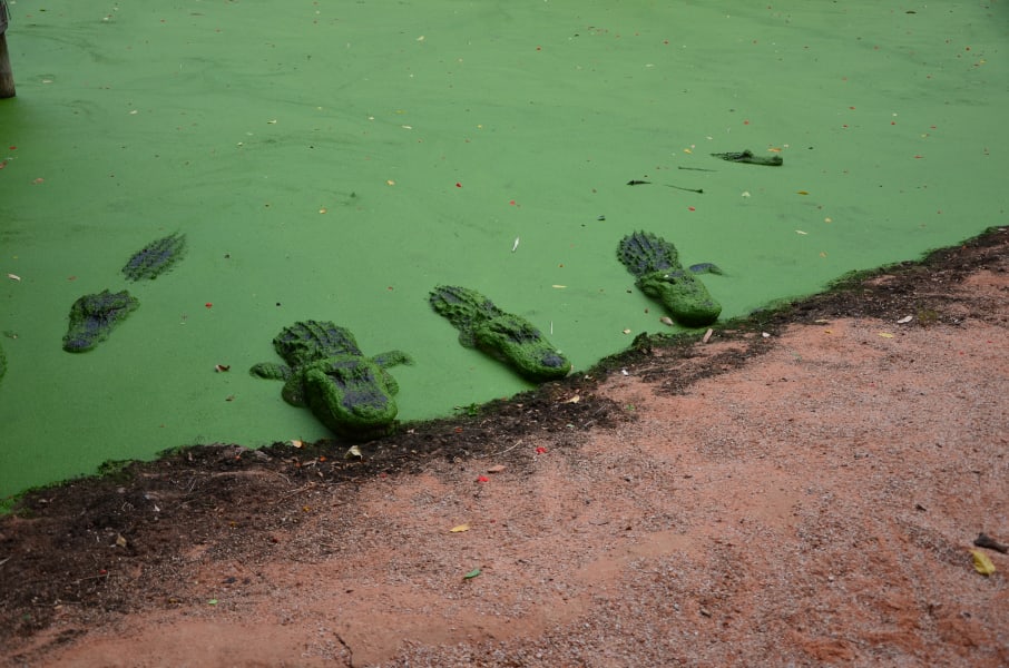 Вся Австралия с островами Фрейзер и Тасмания: 26 тыс км на авто (много фото)