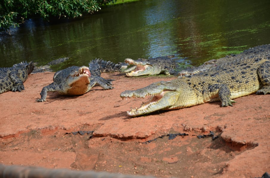 Вся Австралия с островами Фрейзер и Тасмания: 26 тыс км на авто (много фото)
