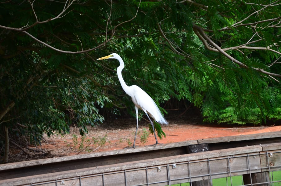 Вся Австралия с островами Фрейзер и Тасмания: 26 тыс км на авто (много фото)