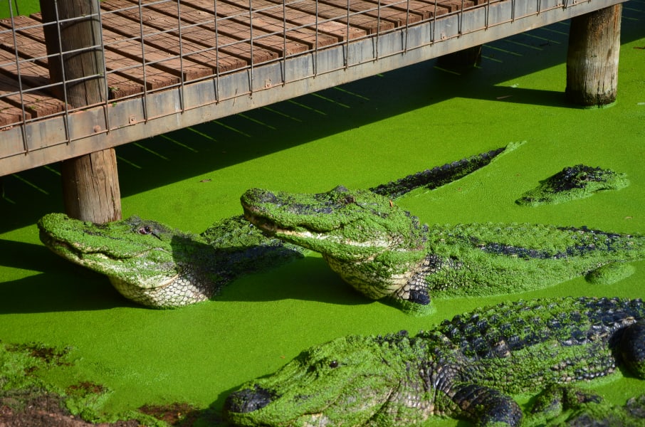 Вся Австралия с островами Фрейзер и Тасмания: 26 тыс км на авто (много фото)