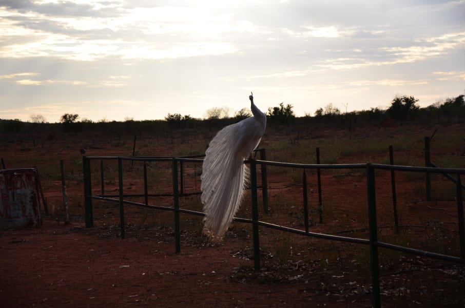 Вся Австралия с островами Фрейзер и Тасмания: 26 тыс км на авто (много фото)