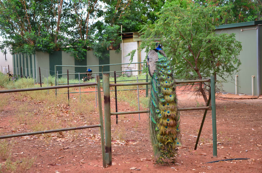 Вся Австралия с островами Фрейзер и Тасмания: 26 тыс км на авто (много фото)