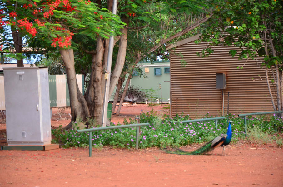 Вся Австралия с островами Фрейзер и Тасмания: 26 тыс км на авто (много фото)