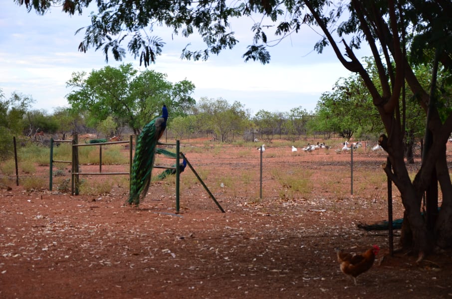 Вся Австралия с островами Фрейзер и Тасмания: 26 тыс км на авто (много фото)