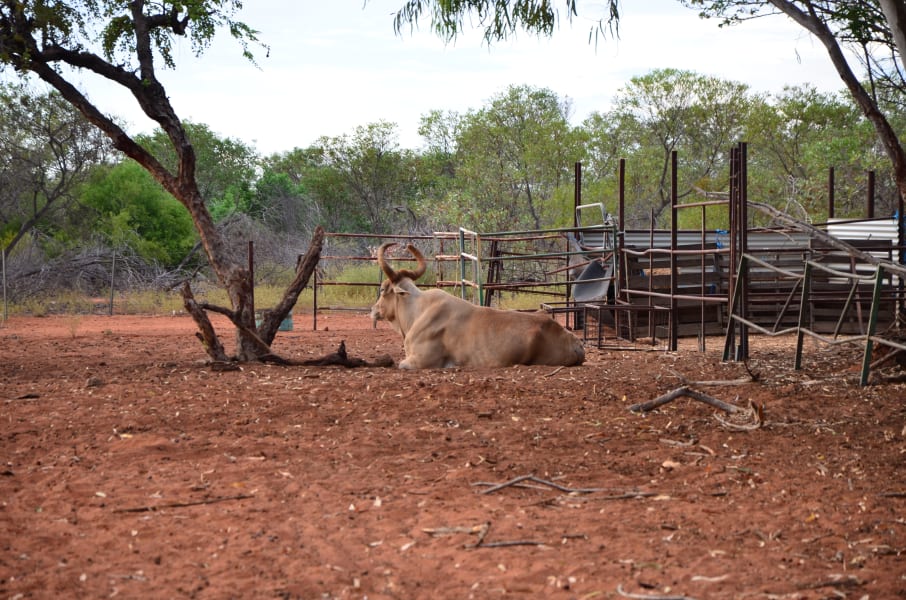 Вся Австралия с островами Фрейзер и Тасмания: 26 тыс км на авто (много фото)