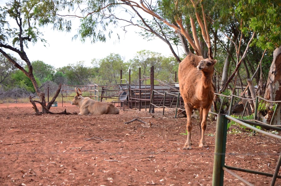 Вся Австралия с островами Фрейзер и Тасмания: 26 тыс км на авто (много фото)