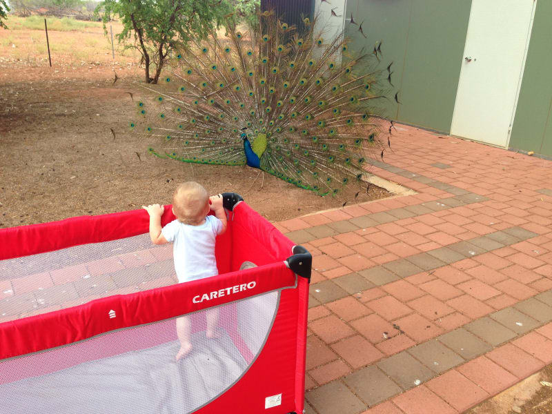 Вся Австралия с островами Фрейзер и Тасмания: 26 тыс км на авто (много фото)