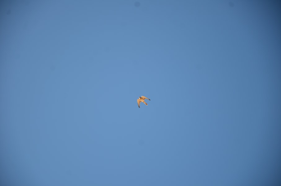 Вся Австралия с островами Фрейзер и Тасмания: 26 тыс км на авто (много фото)