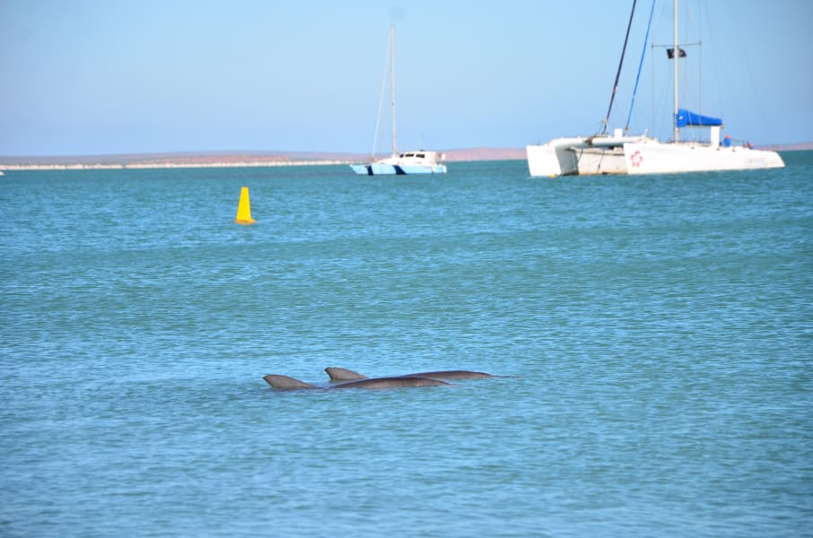 Вся Австралия с островами Фрейзер и Тасмания: 26 тыс км на авто (много фото)