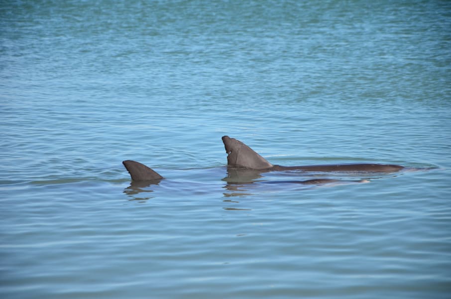Вся Австралия с островами Фрейзер и Тасмания: 26 тыс км на авто (много фото)