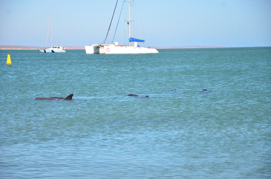 Вся Австралия с островами Фрейзер и Тасмания: 26 тыс км на авто (много фото)