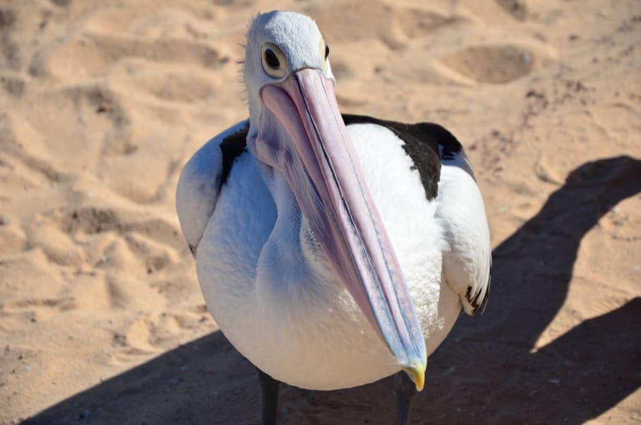 Вся Австралия с островами Фрейзер и Тасмания: 26 тыс км на авто (много фото)