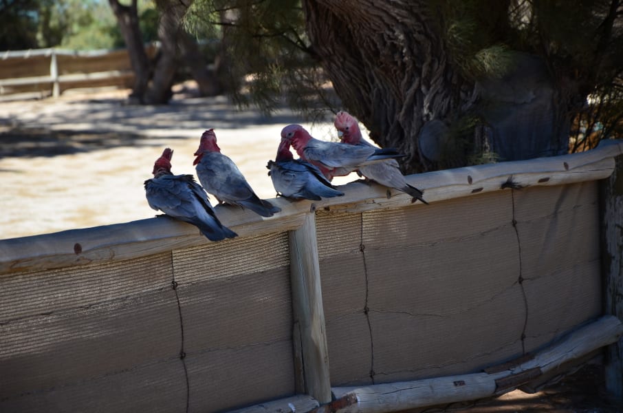 Вся Австралия с островами Фрейзер и Тасмания: 26 тыс км на авто (много фото)