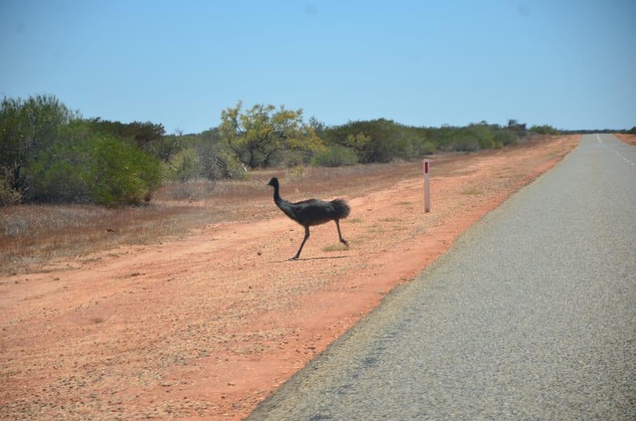Вся Австралия с островами Фрейзер и Тасмания: 26 тыс км на авто (много фото)