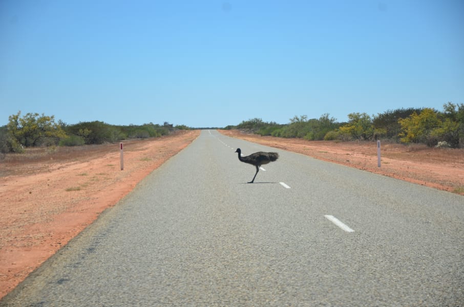 Вся Австралия с островами Фрейзер и Тасмания: 26 тыс км на авто (много фото)